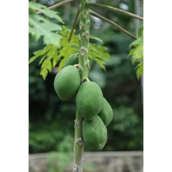 Papaya Plant